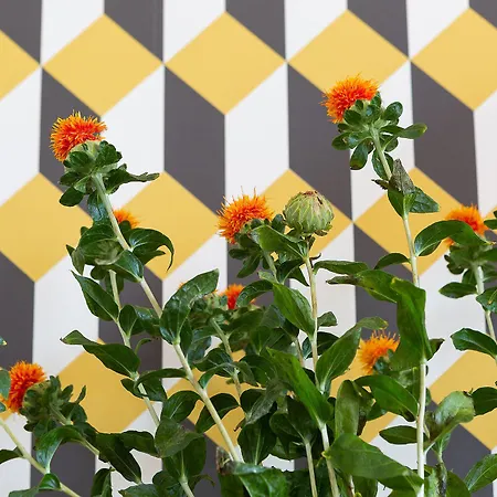 Zebra Naviglio 4* 米兰